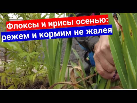Видео: Флоксы осенью. Прямо сейчас повышаем цветение к весне: обрезка, обработка, подкормка