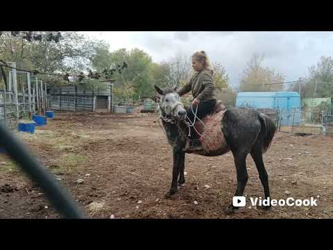 Видео: Halloween 🎃 and horses in October, my lovely farm !  Тенге кирдык ...