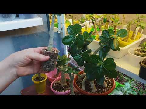 Видео: АДЕНИУМЫ!  ЧЕРЕНКИ УКОРЕНЕННЫЕ.  ЗАЧЕМ МНЕ ЭТО?