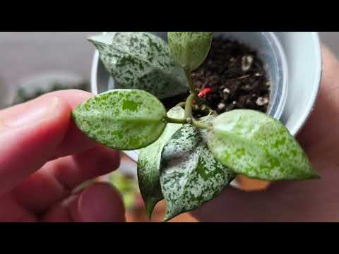 Видео: Лакунозы!!.. 06.11.25.