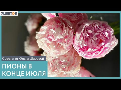 Видео: Пионы в конце июля | Полезные советы от Ольги Шаровой