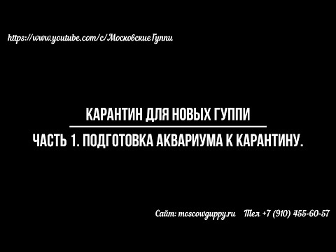 Видео: Карантин для новых гуппи. Часть 1. Подготовка аквариума к карантину.