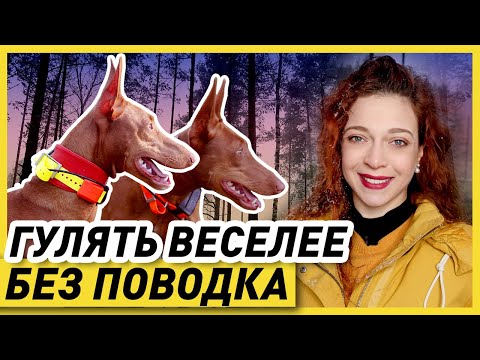Видео: КАК ГУЛЯТЬ С СОБАКОЙ БЕЗ ПОВОДКА (весь процесс) | Где, как и когда можно отпускать собаку с поводка?