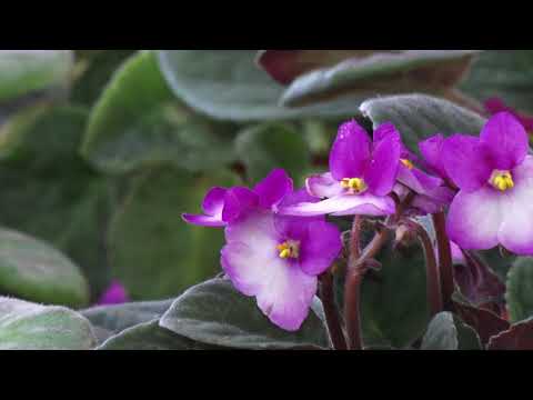 Видео: Гүл дүйнө #фиалка#гүлүнө#кам#көрүү