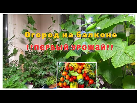 Видео: Первый урожай! Ничего себе! Огород на балконе