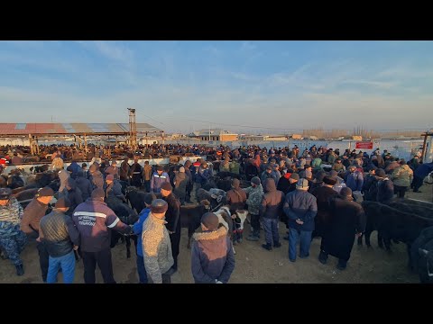 Видео: Букалар Энчиге Кунажын Эркек торпок баалары/ Баяман баатыр малБазары.