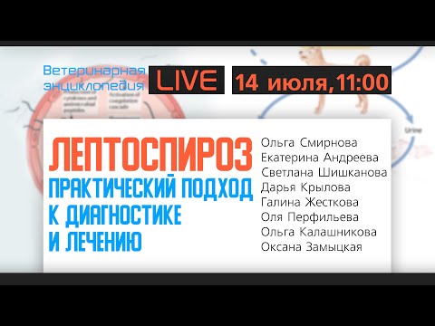 Видео: Лептоспироз. Практический подход к диагностике и лечению