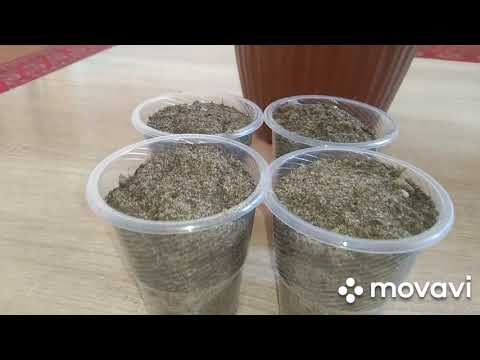 Видео: Олеандрни кўпайтириш.