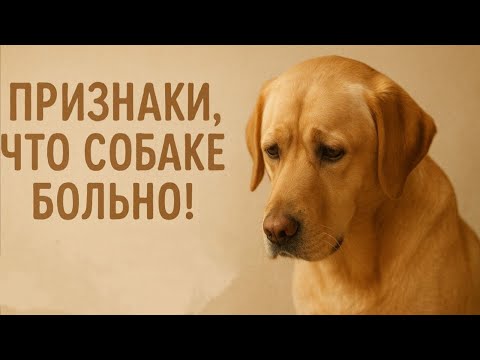 Видео: ПРИЗНАКИ, что СОБАКЕ БОЛЬНО! КАК СОБАКИ ПРОСЯТ О ПОМОЩИ?