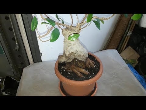 Видео: СПАСАЕМ  ФИКУС Маклейн (Фикус Гинсенг, Микрокарпа, Бонсай). Исправляем ошибки предыдущих хозяев.