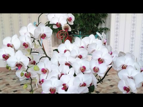 Видео: Мой уход за орхидеями