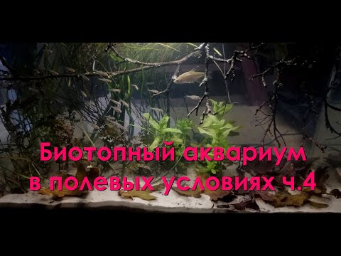 Видео: Биотопный аквариум в полевых условиях ч 4