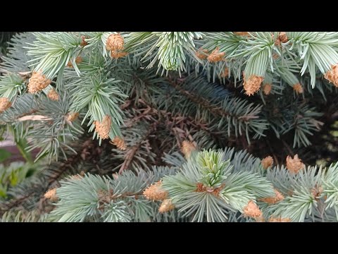 Видео: Kosmiks Varvar TV в прямом эфире! КосВар ТВ.Бравел Старс.Подпишись и лайк нам.Космикс с вами .