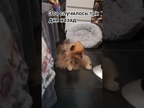 Видео: Утром Винюша не смог встать.Я его сразу притащила к ветеринару.