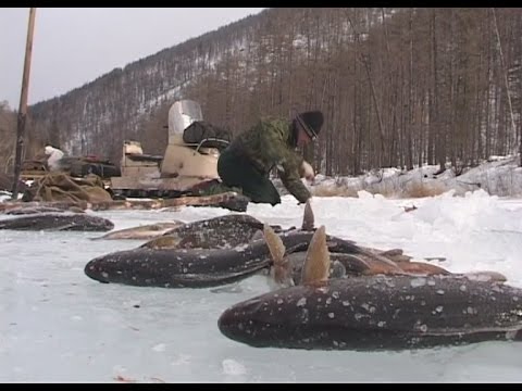 Видео: Будет рыба, Михалыч!!! Зимняя рыбалка в Прибайкалье.