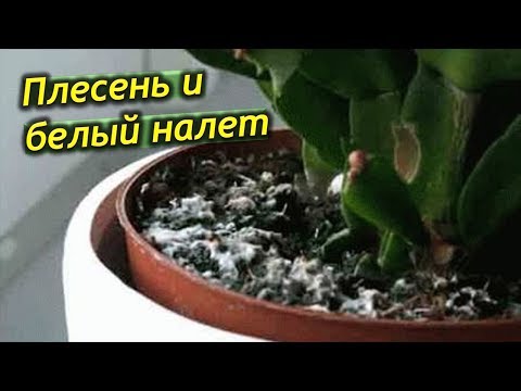 Видео: Плесень и белый налет в горшках комнатных растений. Что делать? Как избавится от налета?