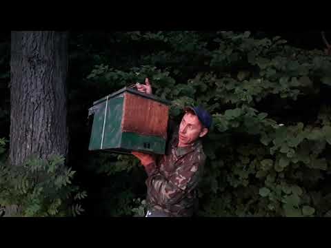 Видео: Как поймать рой пчёл. Середина июля, а рои всё летят.