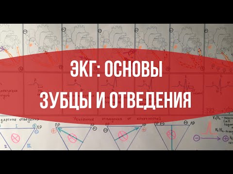 Видео: ЭКГ: Основы. Зубцы и отведения.