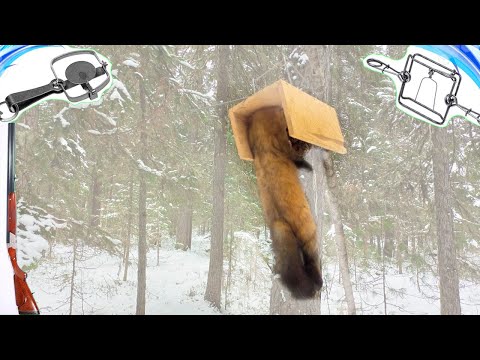 Видео: Тайны Охоты: Соболь в Ловушке - Как Это Сделать Правильно