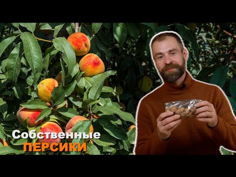 Видео: Сею косточки персика зимой.