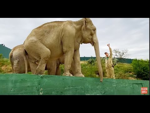 Видео: И снова ЗАМИРАЕТ СЕРДЦЕ, слониха Магда ИДЕТ на ТРЮК!