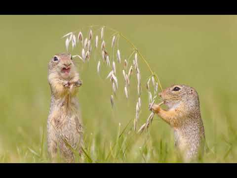 Видео: Суслики против Сурикатов