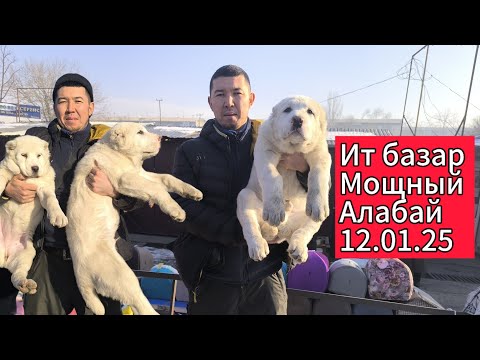 Видео: Ит базар. Мындай алабай чыга элек. #итбазар #тоокбазар #малбазар #жаймабазар