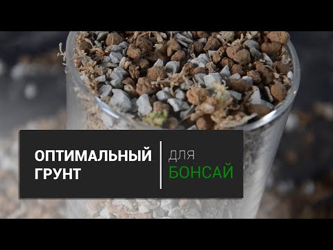 Видео: Оптимальный грунт для БОНСАЙ.