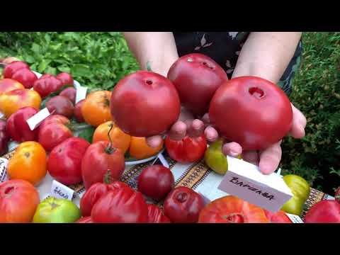 Видео: В гостях у Наталии, коллекционера томатов.