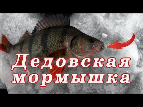 Видео: На что Клюёт Крупный Окунь ! ДЕДОВСКАЯ МОРМЫШКА НА Крупного Окуня!