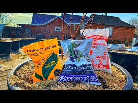 Видео: Простой способ ПОДКОРМКИ ГОЛУБИКИ ранней весной