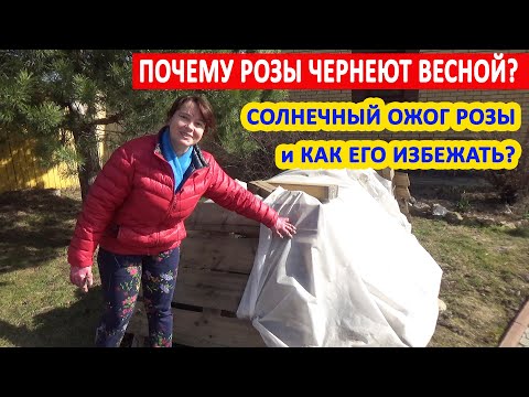 Видео: НЕ ОТКРЫВАЙТЕ РОЗЫ, НЕ ПОСМОТРЕВ ЭТО ВИДЕО! Как правильно открывать розы? СОЛНЕЧНЫЙ ОЖОГ розы.