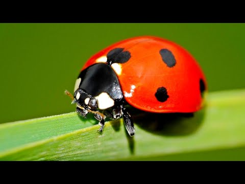 Видео: Божья коровка - одно из самых ядовитых насекомых средней полосы! И другие животные красного цвета