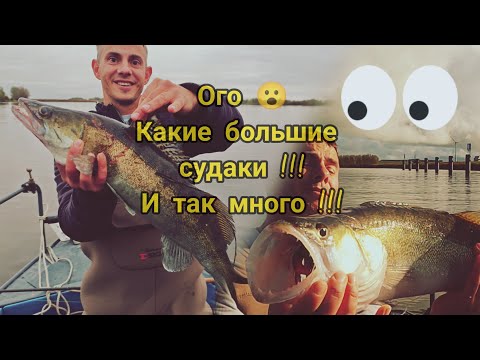 Видео: Супер улов судака в Голландии! Ноябрь 2024