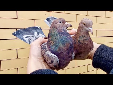 Видео: Мои Бакинские голуби: Спаровал Голубей! Старт племенному сезону 2021г.