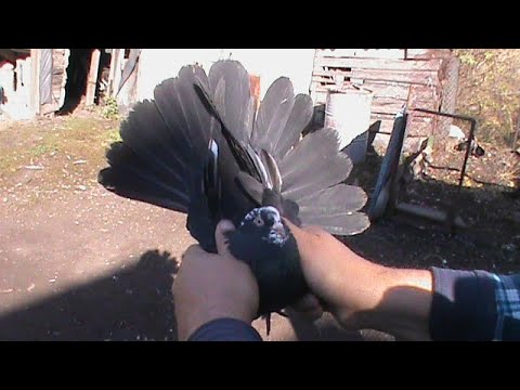 Видео: Николаевские голуби