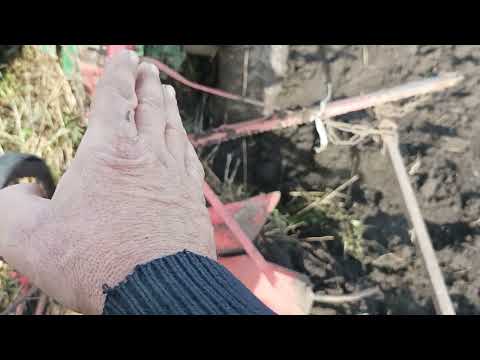 Видео: Оранка саморобним мототрактором на зяб 2022