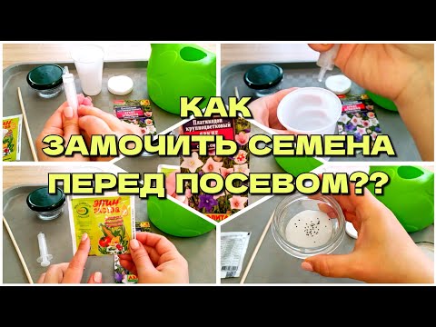 Видео: КАК ЗАМОЧИТЬ СЕМЕНА ПЕРЕД ПОСЕВОМ?