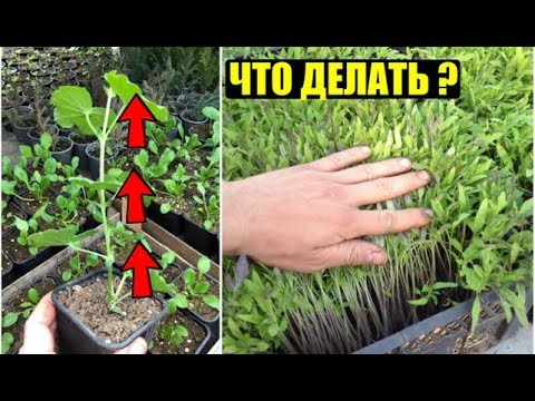 Видео: 3 СПОСОБА КАК ОСТАНОВИТЬ ВЫТЯГИВАНИЕ РАСТЕНИЙ / РАССАДЫ