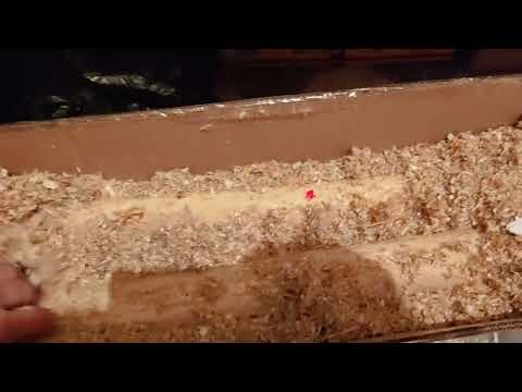 Видео: как высушить и вымачивать  древесину для лука.