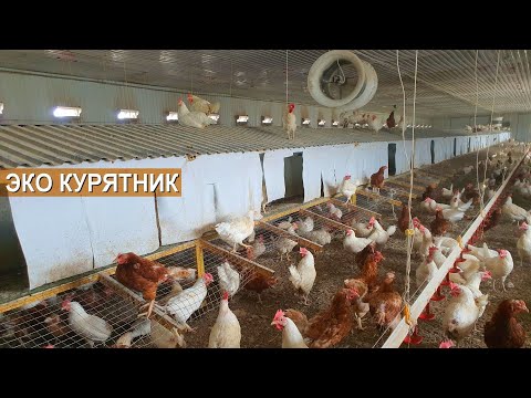 Видео: Эко курятник на 3500 кур. Вольное содержание кур в фермерском хозяйстве  Навасард-Агро