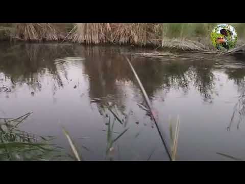 Видео: Бугунги овимиз яхши булди куринг зерикмайсиз. #баликови #рыбалка #telegram #zafarbrat 