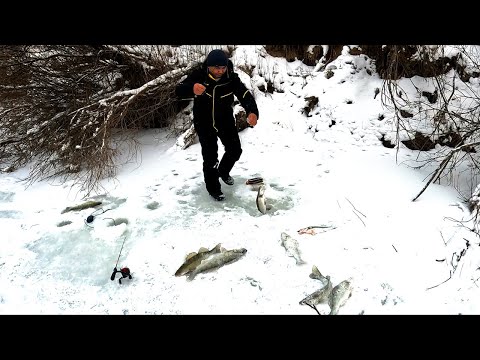 Видео: ВОЛШЕБНАЯ КОРЯГА! Чумовая ловля судака на вибы!!!
