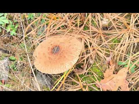 Видео: Мы снова в лесу. 7 ноября.