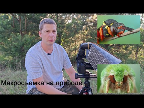 Видео: Съемка макро на природе