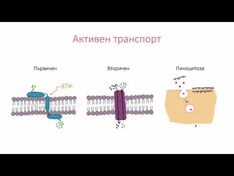 Видео: Преминаване през клетъчната мембрана (3:32)┃teoriyata.com