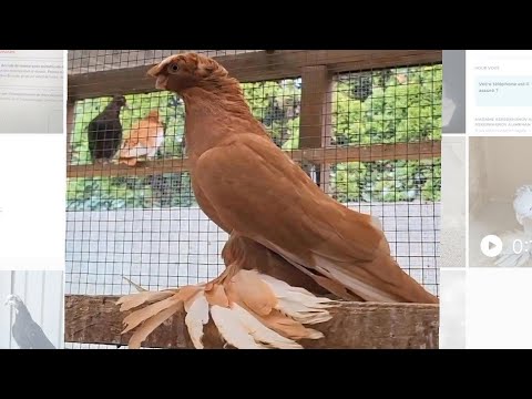 Видео: Узбекские голуби Pigeons الحمام Tauben  merpati کبوتر 鴿子 ハトkaʙūtar güvercinler porumbei 28/10/25
