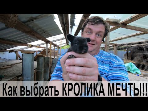 Видео: как выбрать кролика {на племя}