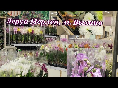 Видео: Огромный завоз орхидей в Леруа Мерлен, м. Выхино#орхидеи#обзор#цветы#цветоводство#8марта