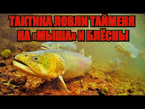 Видео: Ловим тайменя. Советы бывалых таймешатников. Тактика ловли тайменя на «мыша» и блёсны». Фильм 10